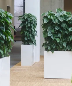Aflange plantekrukker med hjul - hvid højglans - H.40+50+60+80cm