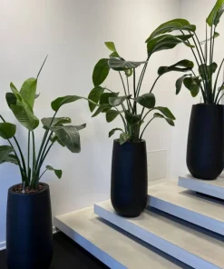 Høj sort krukke i glasfiber - 70cm + 100cm