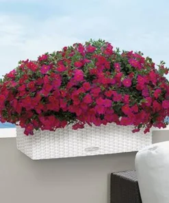 Lechuza altankasse med selvvanding / Balconera Cottage Polyrattan - 6 farver
