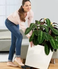 Lechuza Cube Premium med selvvanding - 30cm + 40cm + 50cm - 6 farver - M/U Hjul
