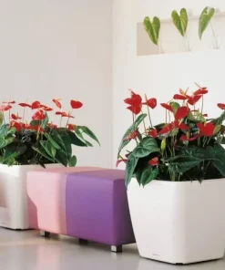 Lechuza Quadro krukker m/u hjul - Ø.35 + Ø.43 + Ø.50 - 6 farver - M/U Hjul