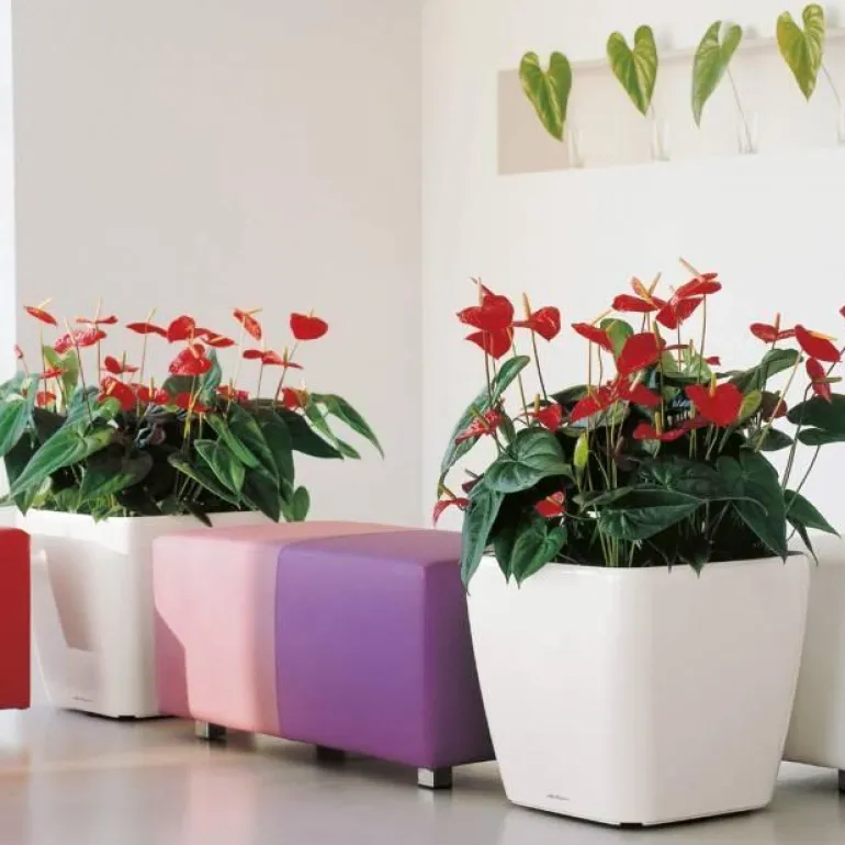 Lechuza Quadro krukker m/u hjul - Ø.35 + Ø.43 + Ø.50 - 6 farver - M/U Hjul