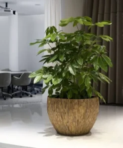 Rund krukke / plantepotter i Cemani træ - Ø.55cm
