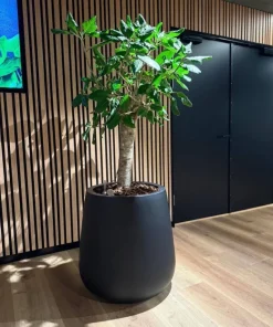 Stor konisk sort eller grå plantekrukke - 2 str.