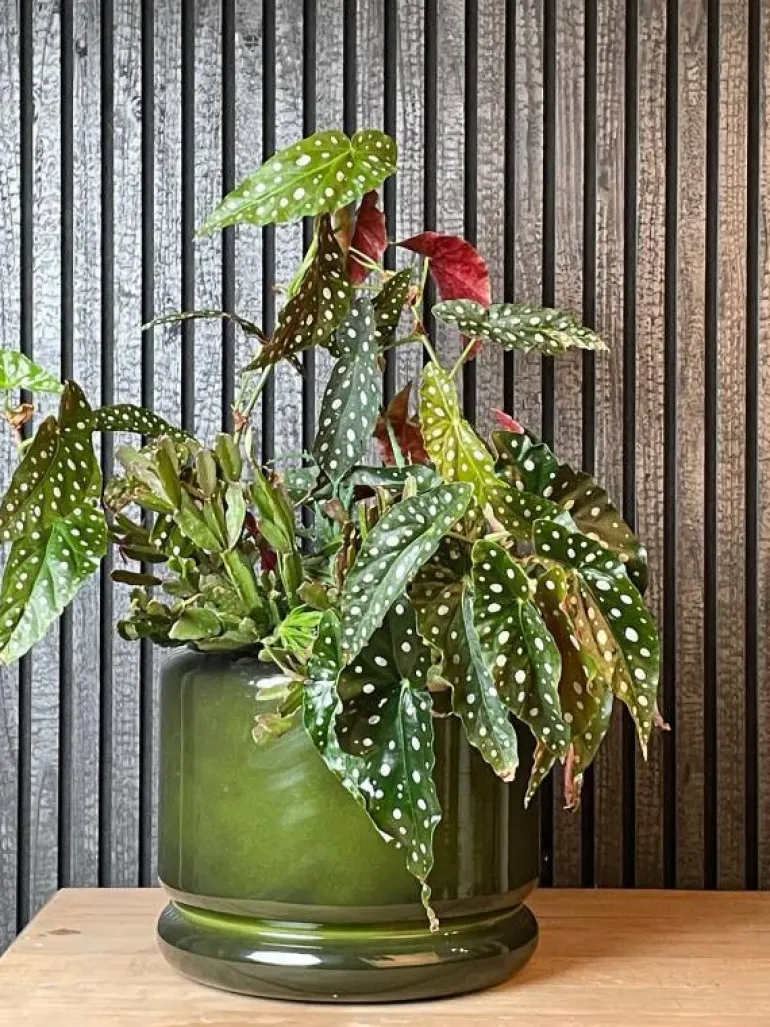 Upcycled plantepotter i metal - Sæt med 3stk - Kastanje + Gråblå + Flaskegrøn